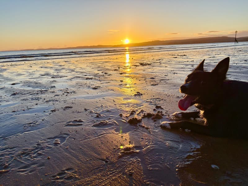A dark-coated dog on wet sand at the water's edge, tongue out, against a low sun over the sea