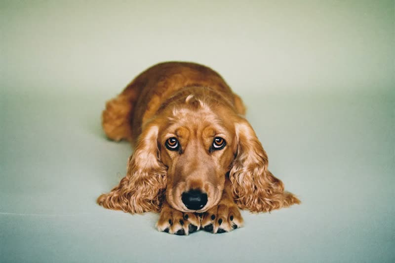 A spaniel lying calmly while hands brush its coat